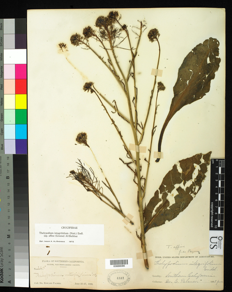 Thelypodium integrifolium subsp. affine image