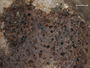 Verrucaria halizoa image