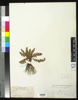 Notholaena brachypus image