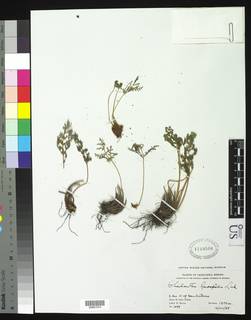 Cheilanthes leucopoda image