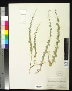 Streptanthus barbatus image