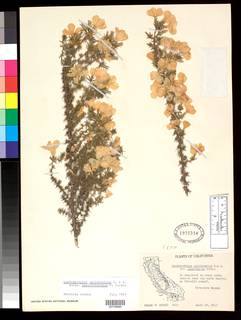 Linanthus californicus image