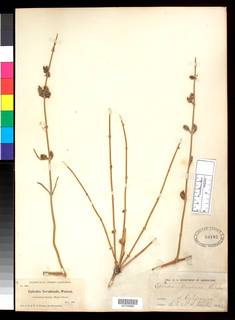 Ephedra nevadensis image