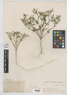 Cleomella sparsifolia image