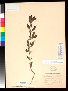 Trichostema austromontanum subsp. compactum image