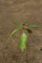 Euphorbiaceae - Euphorbia heterophylla 