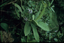 Campanulaceae - Cyanea calycina 