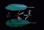 Campanulaceae - Cyanea membranacea 