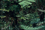 Campanulaceae - Cyanea macrostegia 