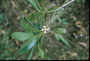 Pittosporaceae - Pittosporum glabrum 