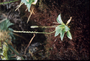 Plantaginaceae - Plantago pachyphylla 
