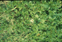 Plantaginaceae - Bacopa monnieri 