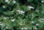 Solanaceae - Solanum nelsonii 