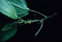 Urticaceae - Neraudia melastomifolia 