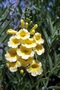 Bignoniaceae - Tecoma stans 