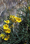 Bignoniaceae - Tecoma stans 