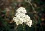 Asteraceae - Achillea millefolium 