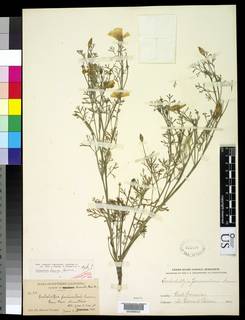 Eschscholzia californica subsp. californica image