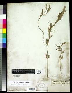 Image of Caperonia serrata