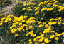 Asteraceae - Taraxacum officinale 