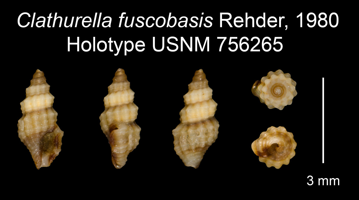 Clathurella fuscobasis image