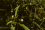 Asteraceae - Eclipta prostrata 