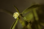 Asteraceae - Eclipta prostrata 