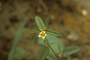 Malvaceae - Sida spinosa 