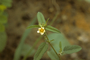 Malvaceae - Sida spinosa 