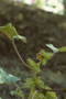 Asteraceae - Xanthium strumarium var. glabratum 