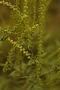 Asteraceae - Ambrosia artemisiifolia 