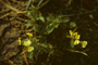 Brassicaceae - Raphanus raphanistrum 