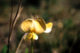 Fabaceae - Crotalaria spectabilis 
