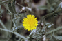 Asteraceae - Sonchus oleraceus 