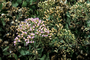 Asteraceae - Pluchea indica 