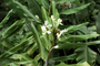 Zingiberaceae - Hedychium coronarium 