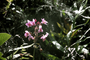 Orchidaceae - Spathoglottis plicata 