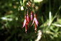 Onagraceae - Fuchsia magellanica 