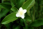 Myrtaceae - Psidium guajava 'Jiminez' 