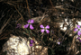 Brassicaceae - Raphanus sativus 