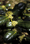 Aquifoliaceae - Ilex aquifolium 