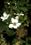 Rosaceae - Rubus argutus 