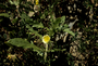 Onagraceae - Oenothera laciniata 