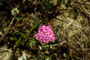 Asteraceae - Achillea millefolium 