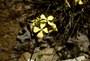 Brassicaceae - Raphanus raphanistrum 