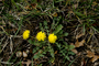 Asteraceae - Taraxacum officinale 