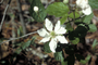 Rosaceae - Rubus argutus 