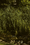 Typhaceae - Typha latifolia 