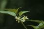 Solanaceae - Solanum americanum 