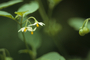 Solanaceae - Solanum americanum 